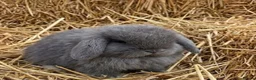 Mini Lop rabbits for sale: Mini lop baby rabbits 8 weeks old mixed litter  in Walsall - Advert 3