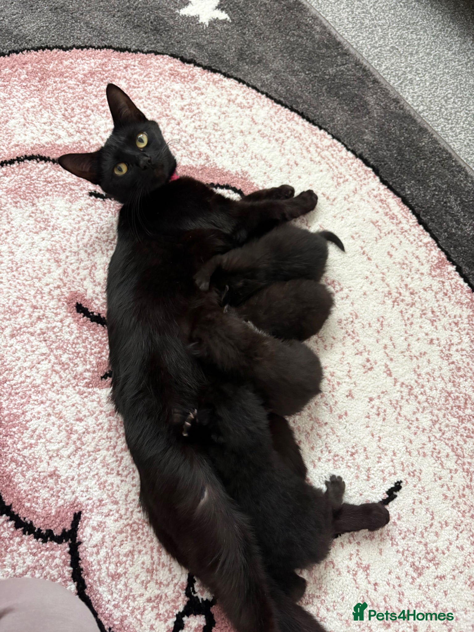 Persian cats Mixed breed Persian kittens - Advert 1