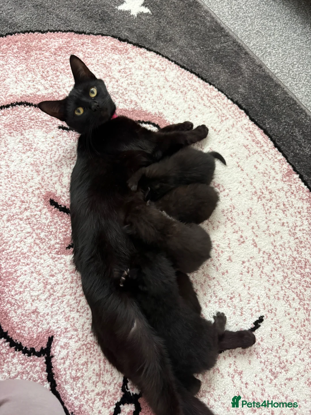 Persian cats for sale: Mixed breed Persian kittens in Waterlooville - Advert 1