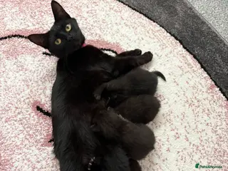 Persian cats Mixed breed Persian kittens - Advert 1