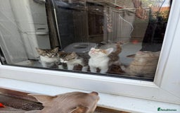 Domestic Shorthair cats for sale: Family-Raised Kittens, Friendly, Playful Ready Now - Image 2
