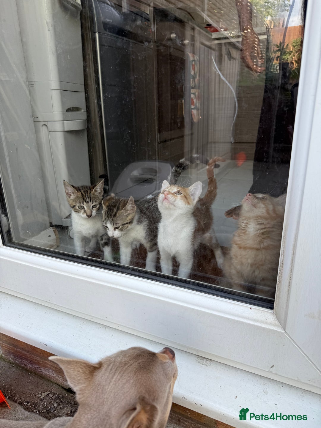 Domestic Shorthair cats for sale: Family-Raised Kittens, Friendly, Playful Ready Now - Image 2