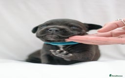 Mixed Breed dogs for sale: Bullador puppies - Image 10