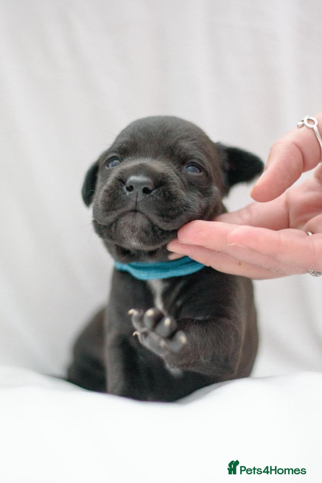 Mixed Breed dogs for sale: Bullador puppies - Image 10