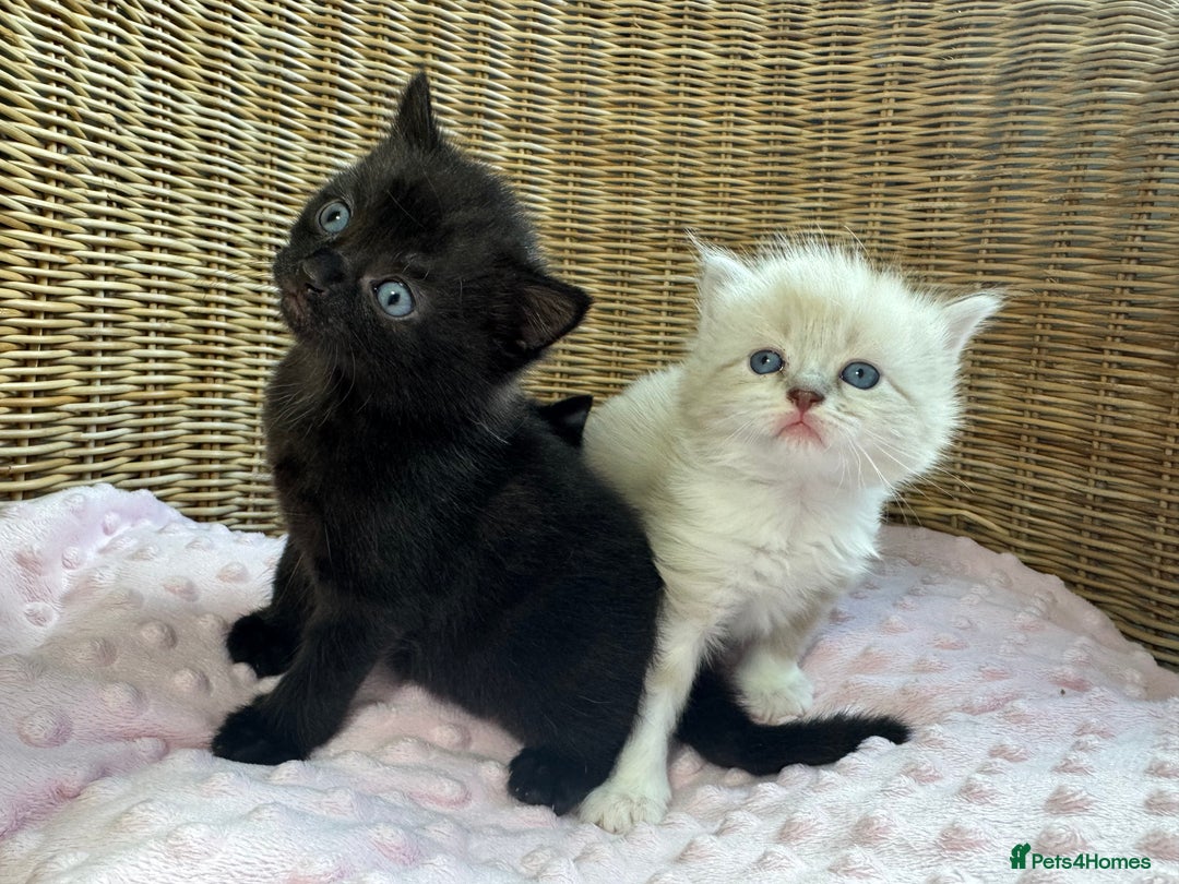 Mixed Breed cats for sale: 🐾 Two girls Looking for Future Forever Homes 🐾 - Image 5