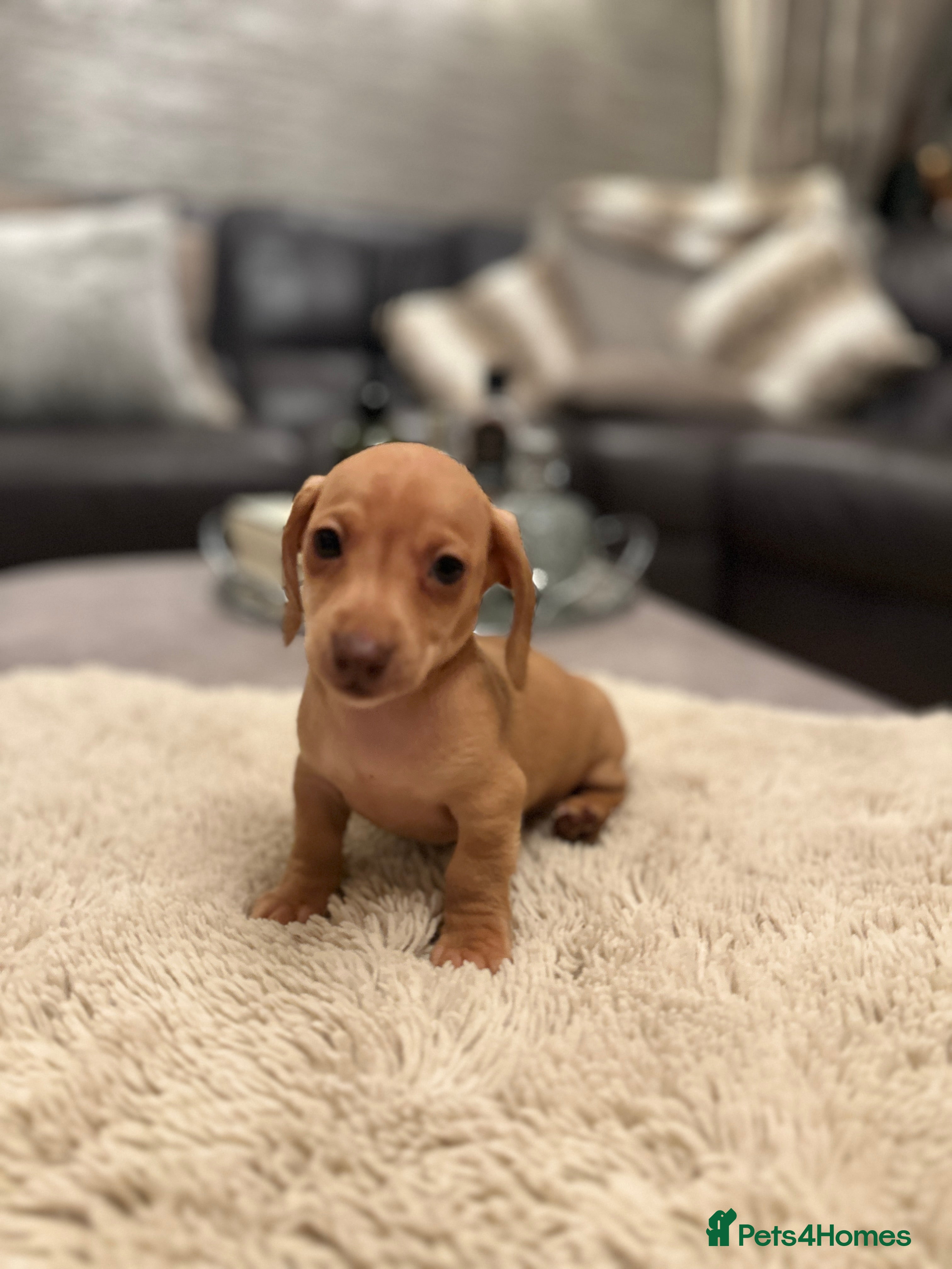 Miniature Dachshund dogs KC PRA clear miniature dachshunds dapple - Advert 6