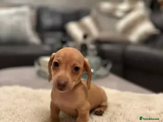 Miniature Dachshund dogs KC PRA clear miniature dachshunds dapple - Advert 6