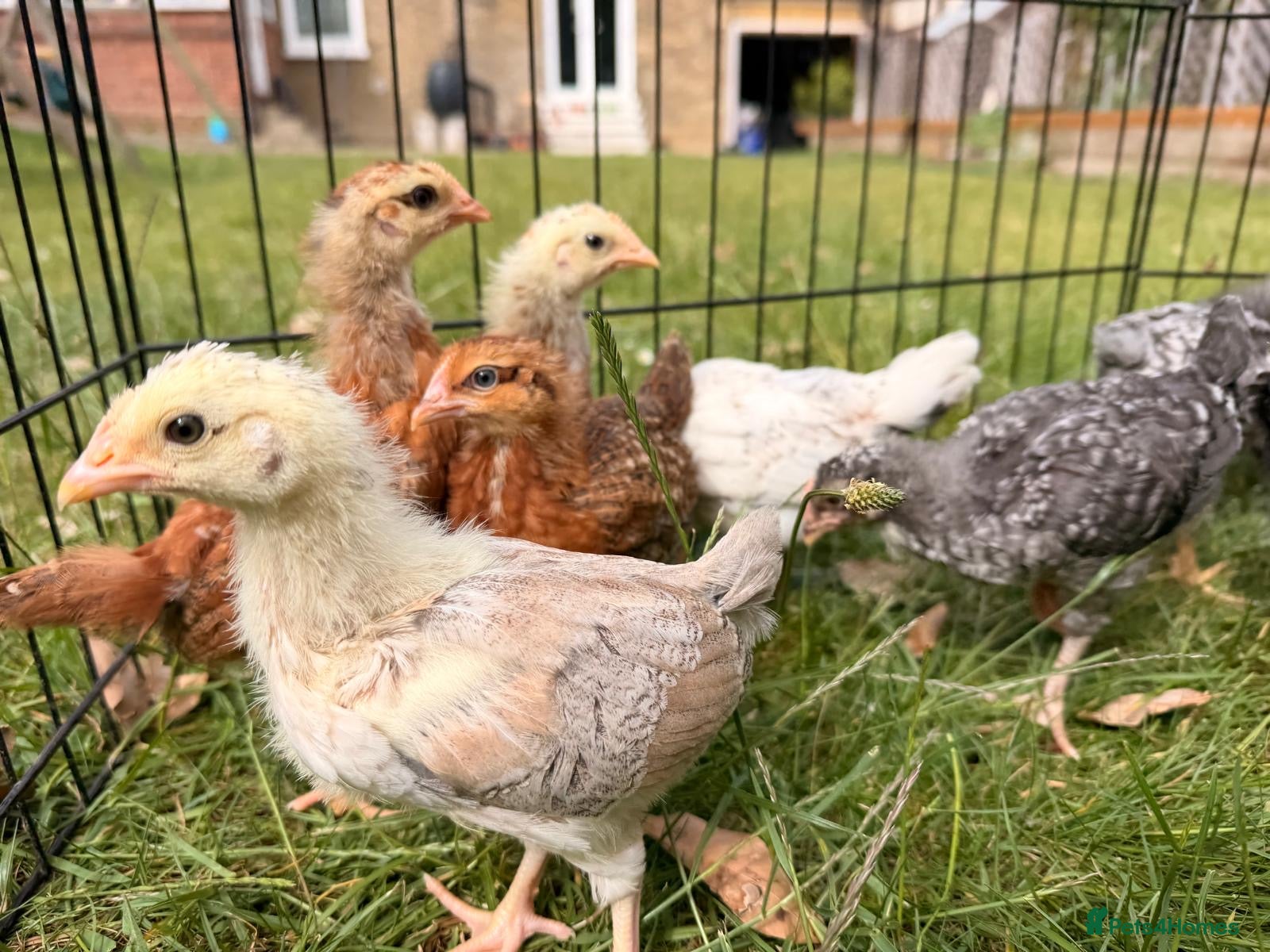 Chickens poultry Three-week old Chicks for sale  - Advert 1