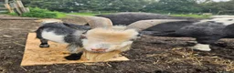 Goats livestock for sale: Intact billy small very friendly  - Advert 3