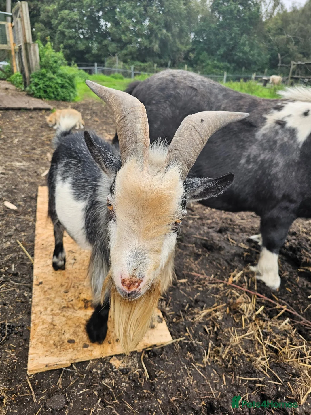 Goats livestock for sale: Intact billy small very friendly  - Advert 3