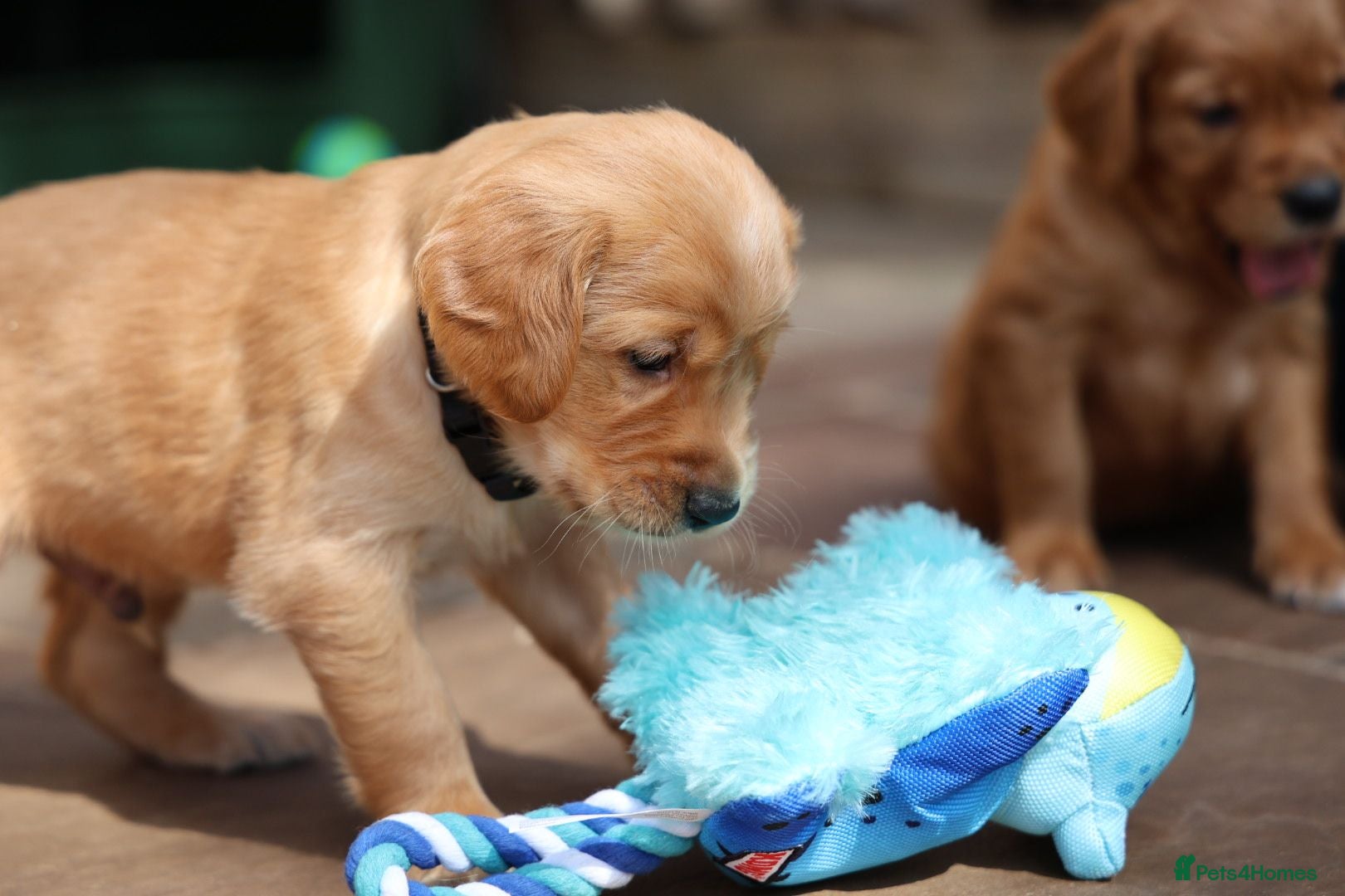 Golden Retriever dogs Dark Red KC Registered Working Golden Retrievers - Advert 4