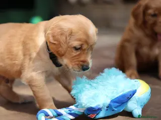 Golden Retriever dogs Dark Red KC Registered Working Golden Retrievers - Advert 4