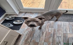 Mixed Breed dogs for sale: Blue Staffy Cross - Image 1