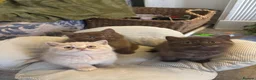 Brazilian Shorthair cats for sale: 5 British shorthair kittens - Advert 10