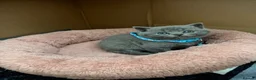 British Shorthair cats for sale: Beautiful Blue British shorthair kittens  - Advert 7