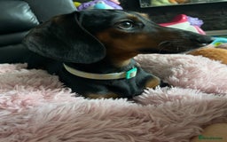 Miniature Dachshund dogs for sale: Looking for a 5 star home - Image 4