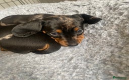 Miniature Dachshund dogs for sale: Miniature Black and Tan Dapple Dachshunds - Image 14