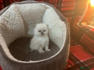 Persian cats 4 ADORABLE LITTLE CUTIE PIES, (READY 9TH JAN) - Advert 5