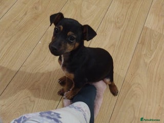 Jack Russell dogs Gorgeous Jack Russell girl puppy - Advert 2