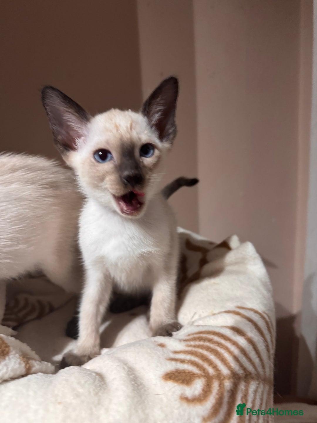 Siamese cats for sale: 3 cute Siamese kittens available - Advert 10