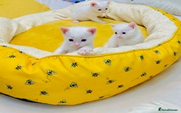Ragdoll cats for sale: l Ragdol Kiten - Image 16