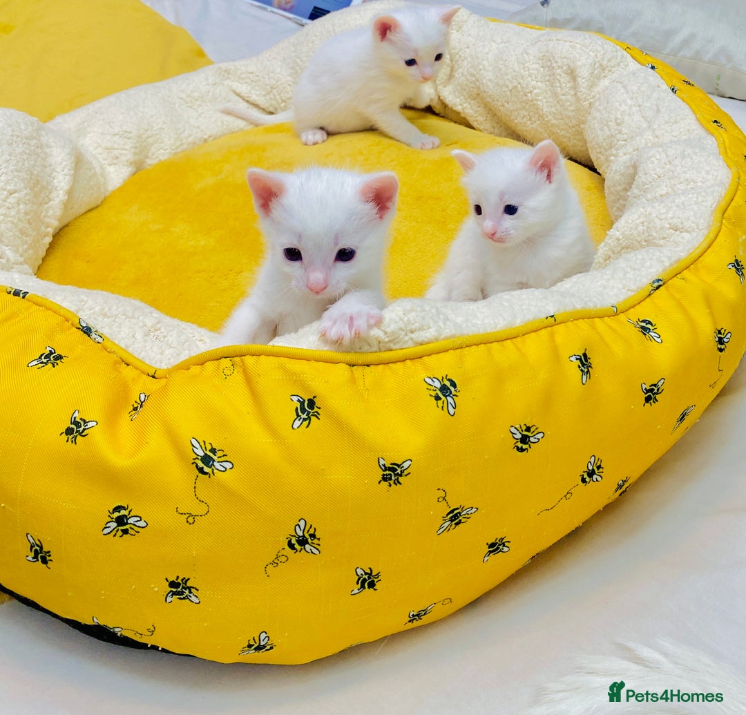 Ragdoll cats for sale: l Ragdol Kiten - Image 16