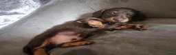 Miniature Dachshund dogs for sale: Long haired miniature dachshund  - Advert 5