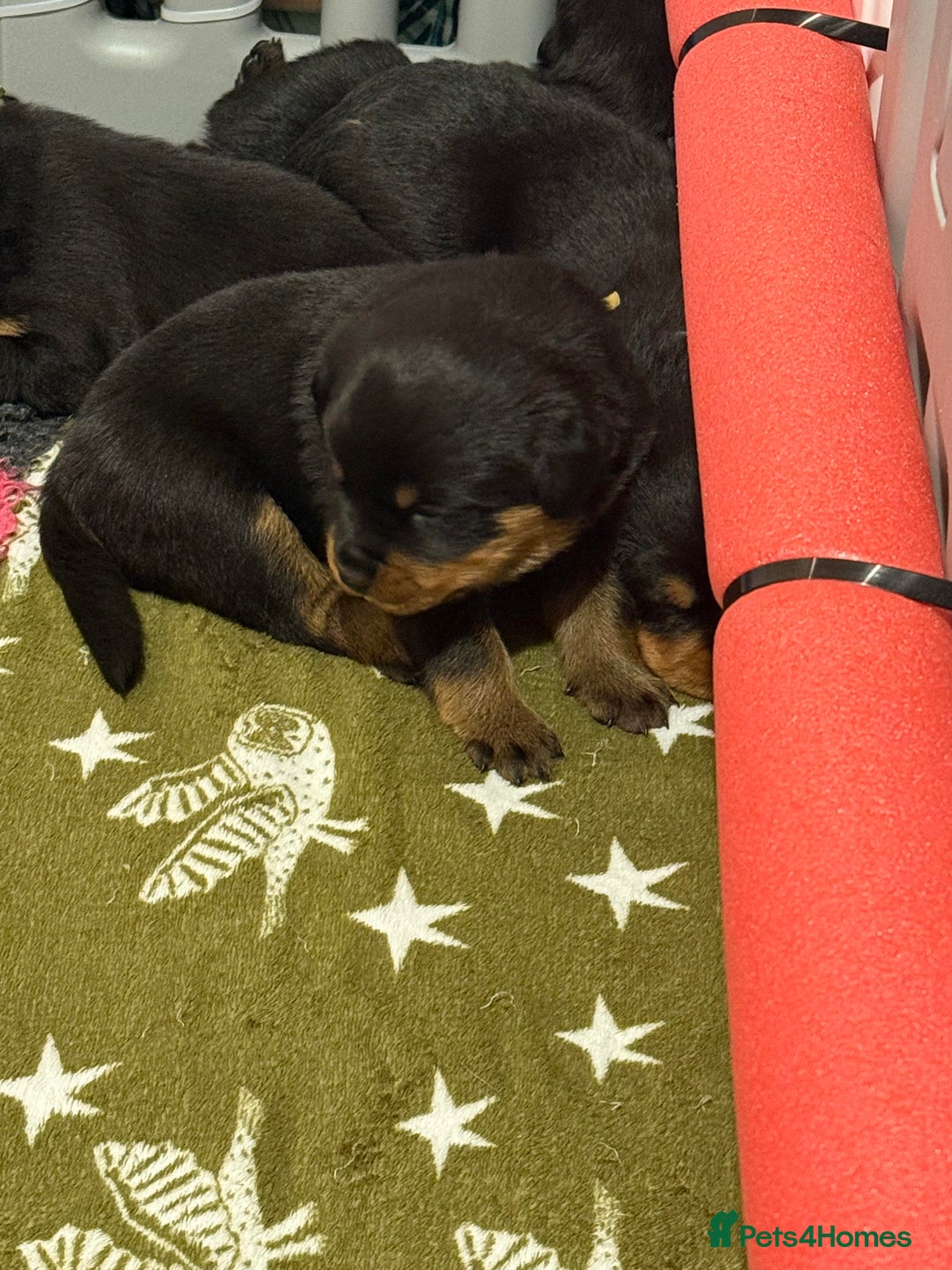 Rottweiler dogs for sale: Falconsnest blood line - Advert 7