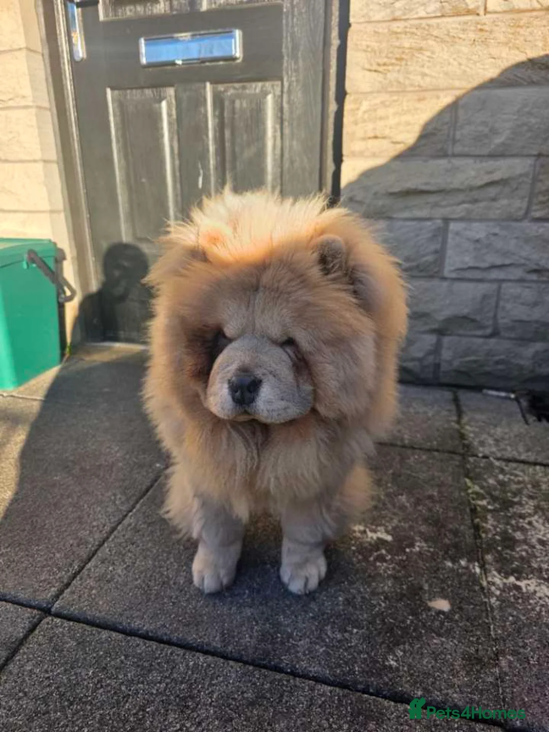 Chow Chow dogs for sale: Gorgeous Chow Girl Looking for a New Home - Advert 1