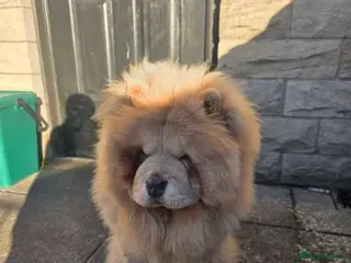 Chow Chow dogs Gorgeous Chow Girl Looking for a New Home - Advert 2