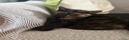 Mixed Breed cats for sale: Two Beautiful Kittens Looking for Loving Homes - Advert 7