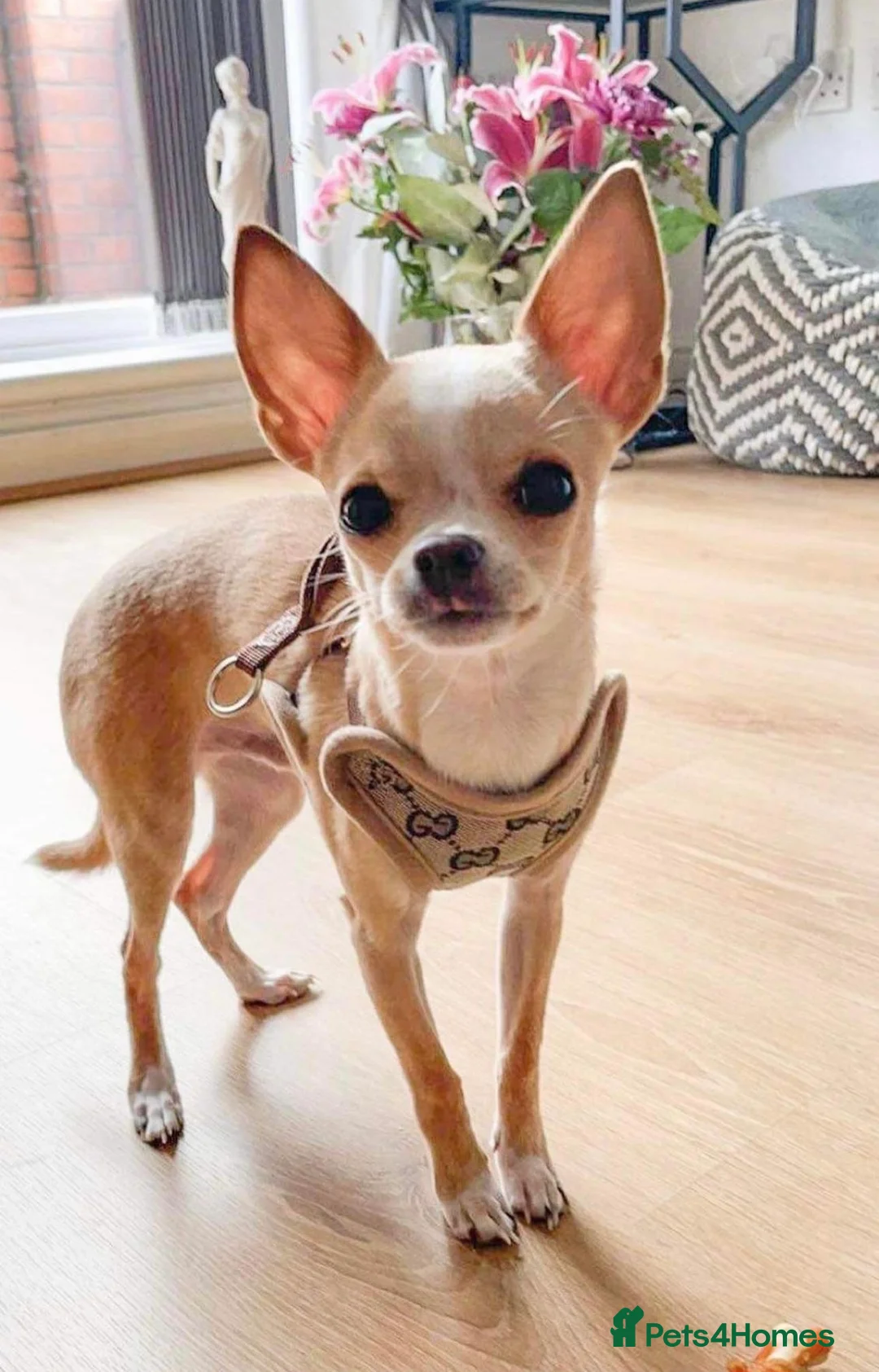 Chihuahua dogs for stud: **PROVEN STUD** ** Chihuahua in Pudsey - Advert 3