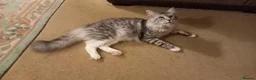Maine Coon cats for sale: Mainecoon kittens for sale  - Advert 8