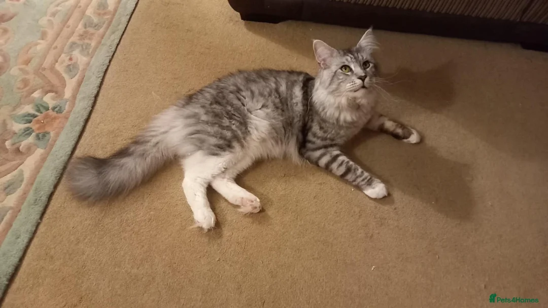 Maine Coon cats for sale: Mainecoon kittens for sale  - Advert 8
