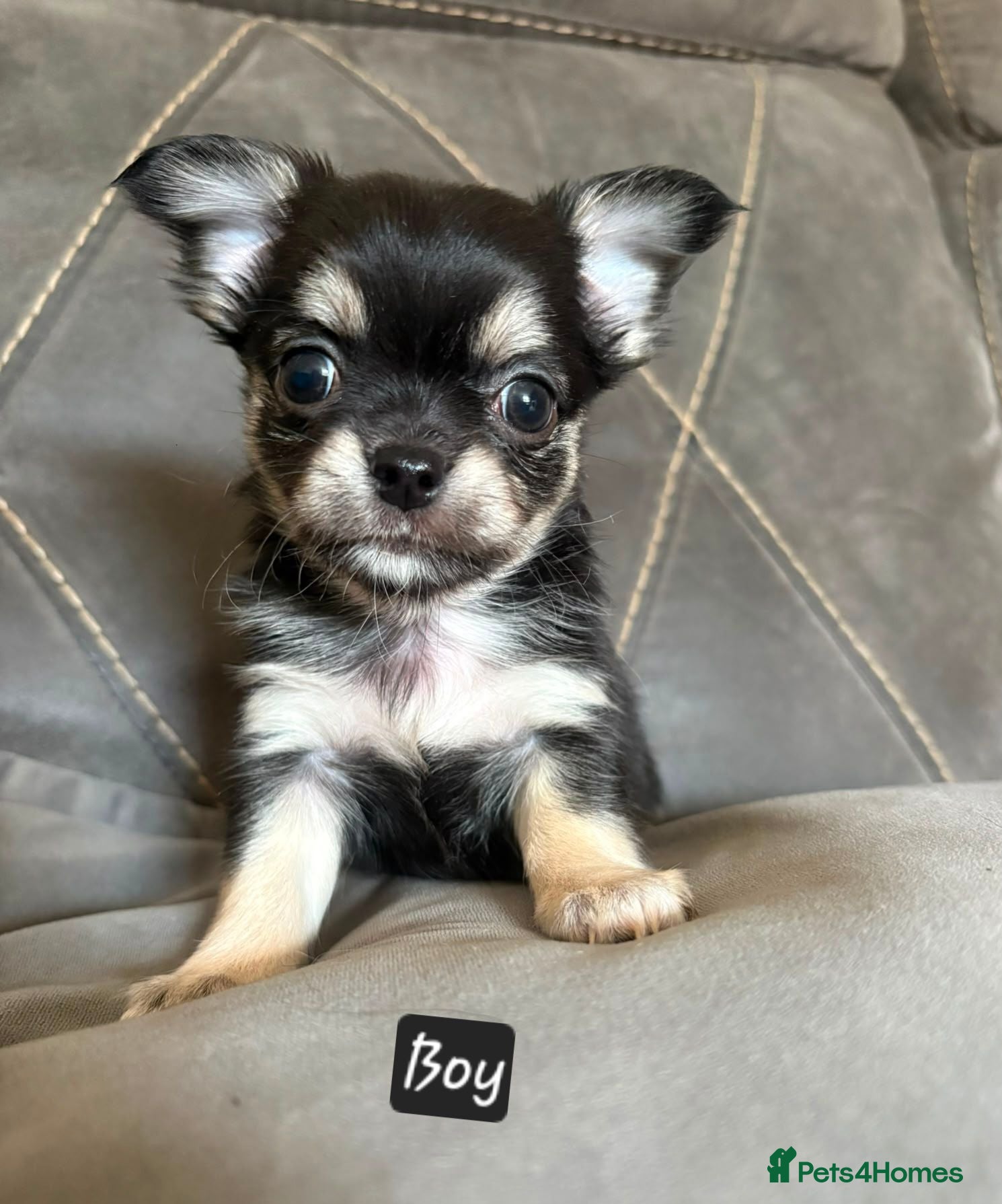 Chihuahua dogs Longhaired chihuahua puppies  - Advert 1