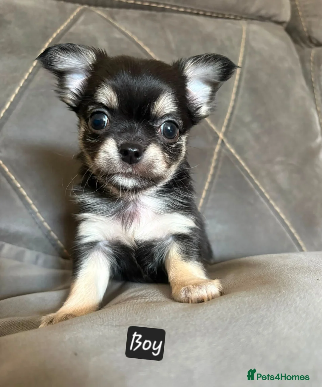 Chihuahua dogs for sale: Longhaired chihuahua puppies  - Advert 1