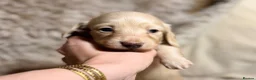 Miniature Dachshund dogs for sale: KC Longhaired Cream Miniature Dachshund Puppies - Advert 26