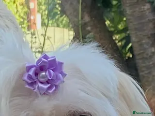 Malshi dogs Malshi 2 boys puppies - Advert 8