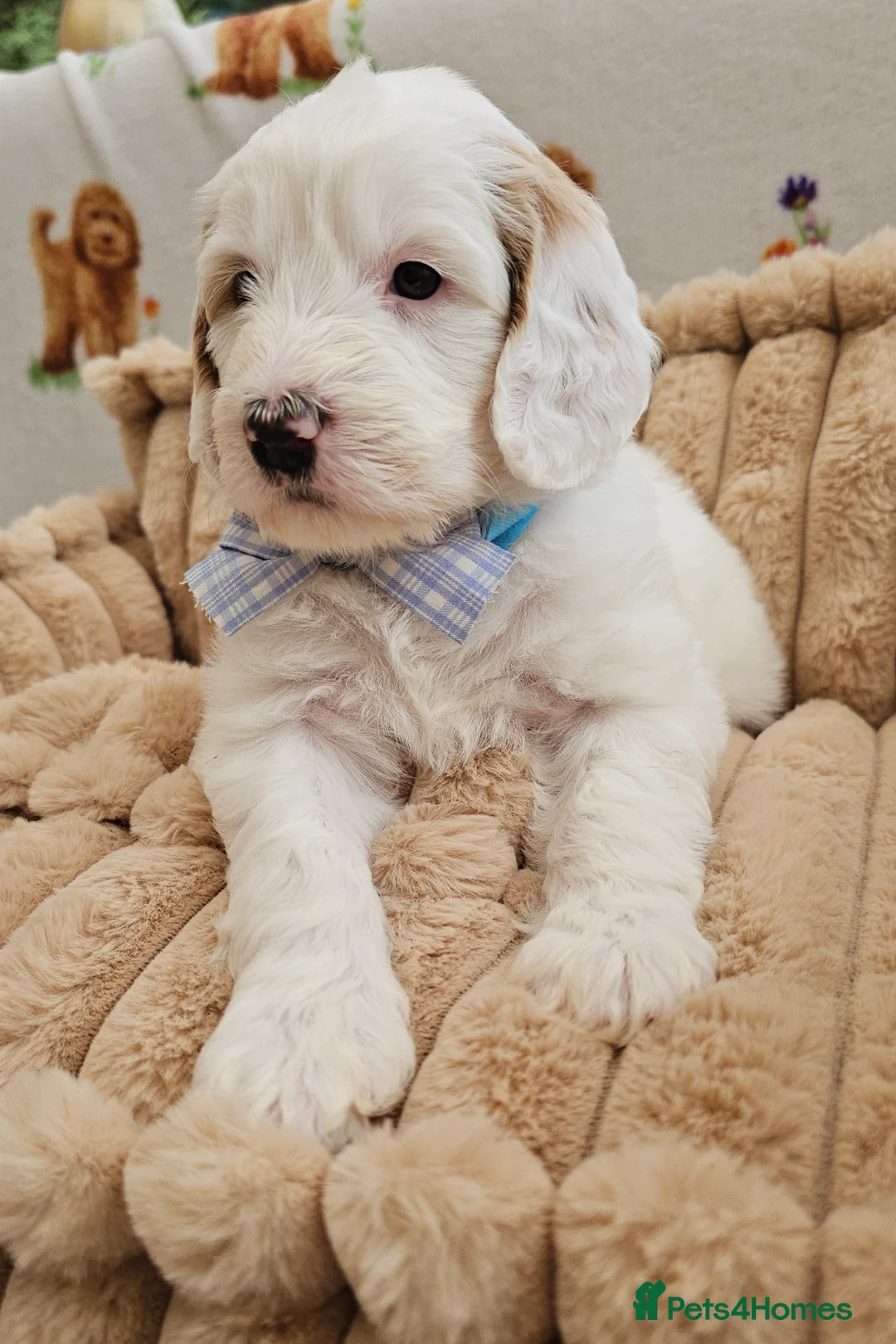 Labradoodle dogs for sale: Stunning Australian Labradoodles 🐾 - Advert 22