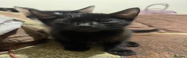 Mixed Breed 1