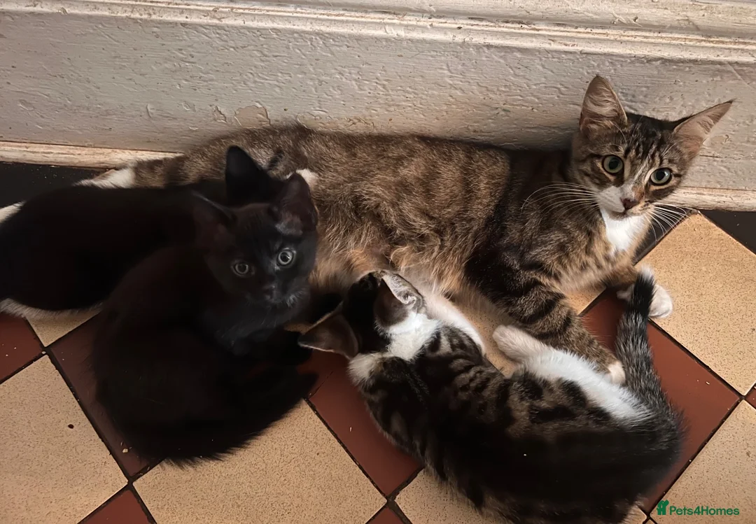 Mixed Breed cats for sale: Siberian X kittens ready now - Advert 1
