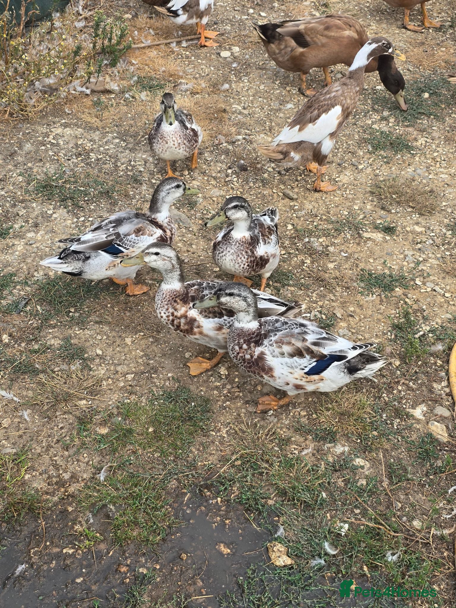Ducks poultry Miniature Silver Appleyard drakes - Advert 21
