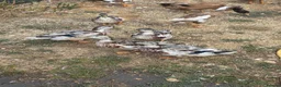Ducks poultry for sale: Miniature Silver Appleyard drakes - Advert 1