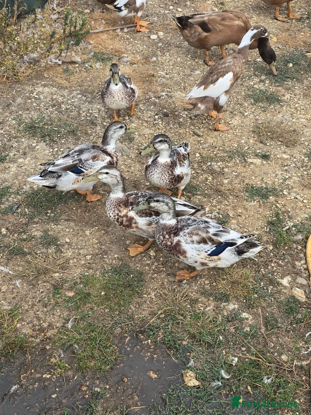 Ducks poultry for sale: Miniature Silver Appleyard drakes - Advert 1