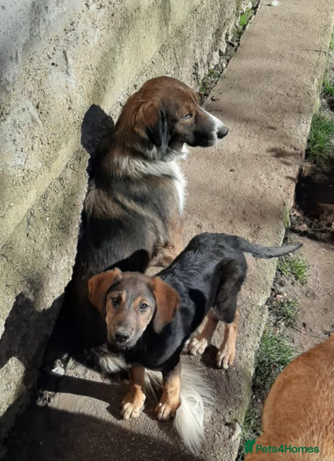 Mixed Breed dogs for adoption: Beautiful Ruby !  - Advert 8