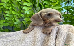 Dachshund dogs for sale: Miniature Dachshund Puppies  in Hull - Image 10