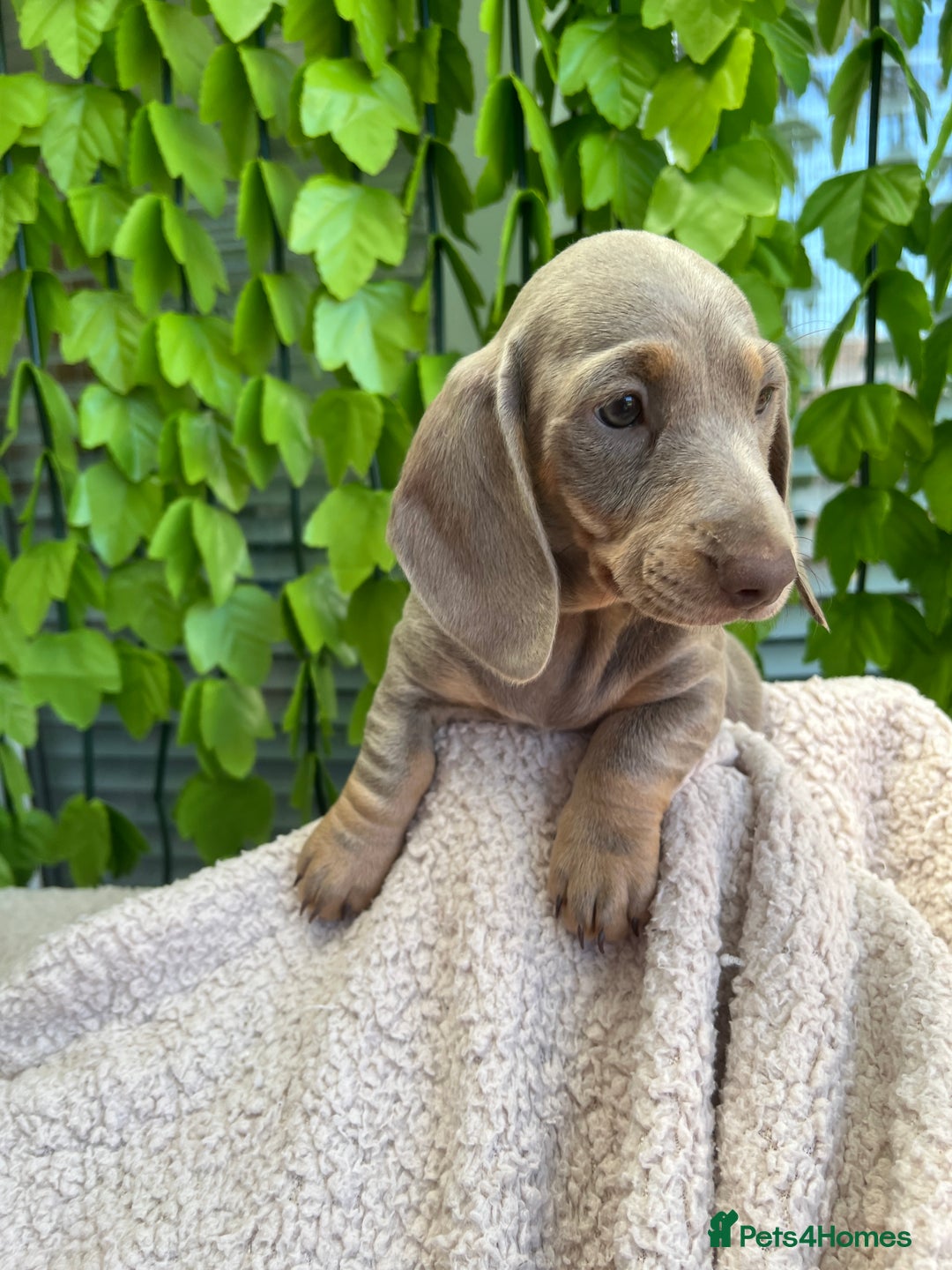 Dachshund dogs for sale: Miniature Dachshund Puppies  in Hull - Image 10