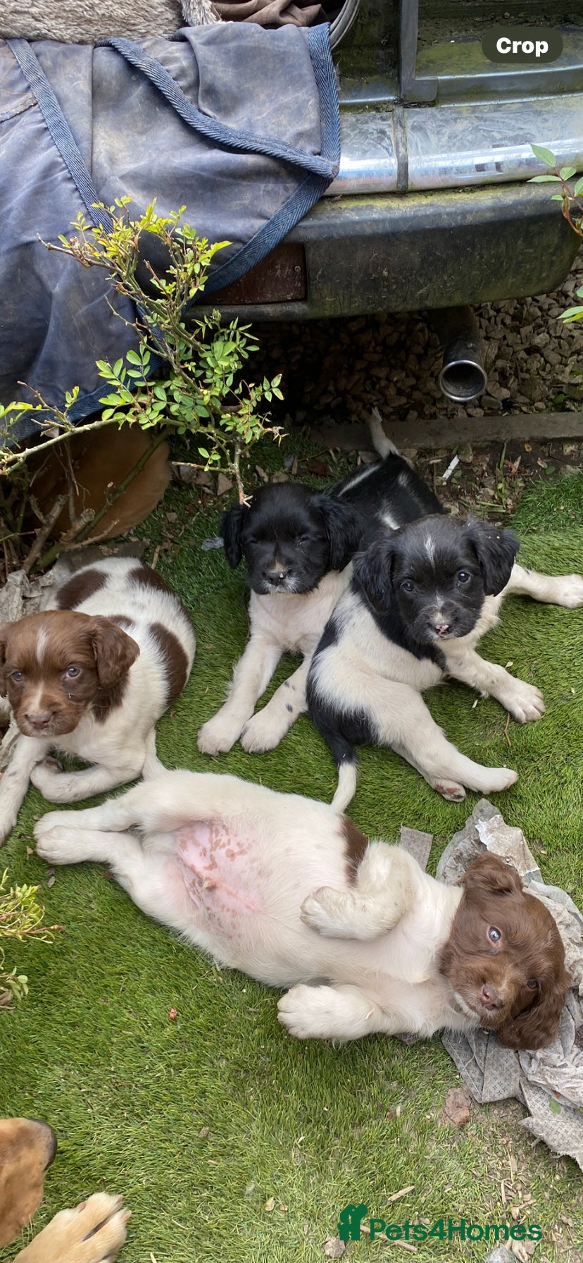English Springer Spaniel dogs Spaniel puppies  - Advert 1