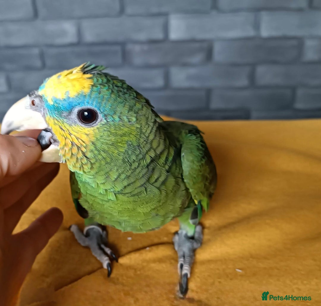 Parrots birds for sale: Baby Orange Winged Amazon Very Tame  - Advert 4