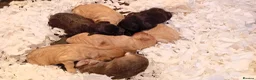 Cockapoo dogs for sale: Cockapoo pups,  Aberdeenshire  - Advert 2